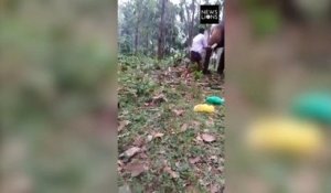 Un homme est mis KO par un éléphant en voulant escalader sur sa trompe en Inde