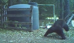 Un ours se fouette l'entrejambe avec un tuyau