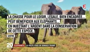 Éléphants : la volte-face de Donald Trump