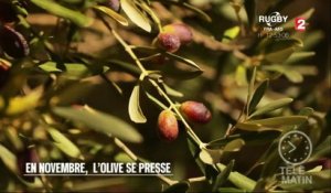 Marchés - En novembre, l’olive se presse