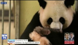 Au zoo de Beauval, ce câlin tout doux entre la maman panda et son bébé