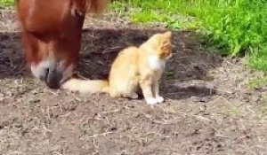 Ce cheval renifle avec insistance le derrière de ce chat !