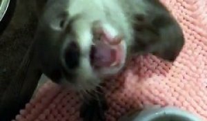 Ampute Des Pattes Avant Ce Chat Ressemble A Un T Rex Sur Orange Videos