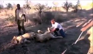 Terrifié par un lion qui éternue... Peur de sa vie!