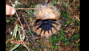 Cette araignée incroyable vit dans un trou camouflé à la perfection :  Malaysian trapdoor spider