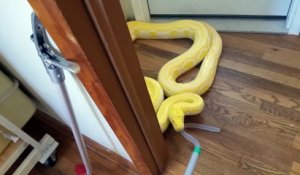 Il vit avec un python géant de plus de 4m dans son appartement
