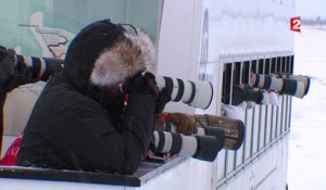 Canada : Churchill, dernier stop pour les ours polaires avant la banquise