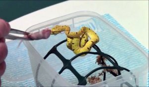 Il nourrit son bébé python jaune... Animal magnifique