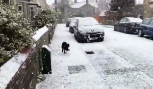 Un chien découvre la neige (Angleterre)