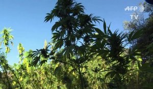 Au Maroc, les routes touristiques du cannabis