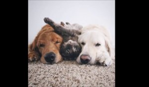 Ce chat et ces 2 chiens sont inseparables... amitié incroyable