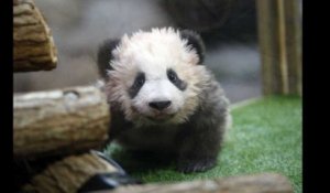 Brigitte Macron a baptisé le bébé panda du zoo de Beauval