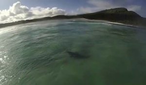 Ce surfeur va avoir la peur de sa vie en croisant un requin