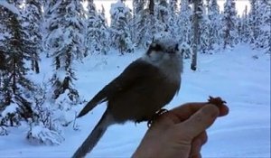 Cet oiseau atterrit sur une main, mange et repart immédiatement !