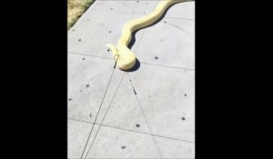 Cet homme promène son python de 3m en laisse dans la rue