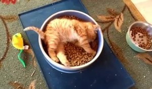 Un Chaton Fait Caca Debout Sur Orange Videos