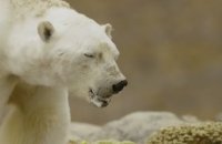 Un photojournaliste filme un ours polaire mourant pour sensibiliser le monde