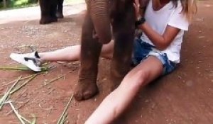Ce bébé éléphant a trouvé un jouet : une touriste !!