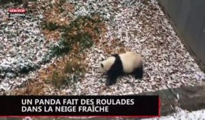 Un panda fait des roulades trop mignonnes dans la neige