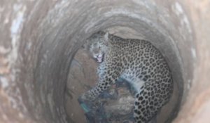 Un léopard secouru du fond d'un puits en Inde
