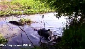 Un alligator gigantesque en dévore un autre et n'en fait qu'une bouchée