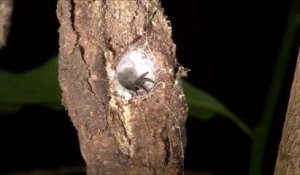 Cette araignée fouisseuse a fait son nid dans un arbre... Trapdoor spider