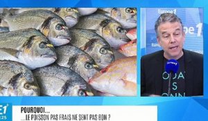 Pourquoi le poisson pas frais ne sent pas bon ?