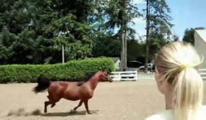 Ce cheval a une astuce pour s'échapper de son enclos