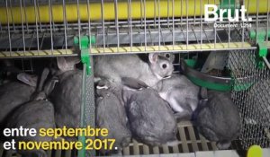 L’association L214 dénonce l’élevage des lapins destinés à la fourrure