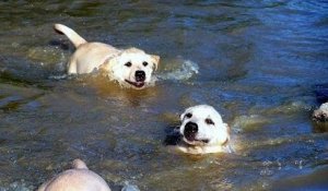 Un papa labrador apprend à nager à ses chiots