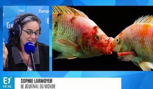 Mexique : l'Acoupa, le poisson le plus bruyant du monde