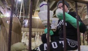 Aux USA, une ferme se bat pour faire accepter le foie gras