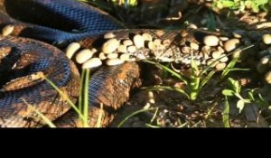 Ce pauvre python est recouvert par des centaines de tiques parasites