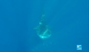 Nosy Be :  à la rencontre du requin baleine