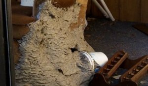 Il découvre un énorme nid de guêpe dans une maison abandonnée... Incroyable