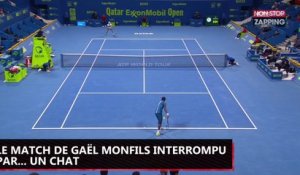 Le match de Gaël Monfils interrompu par...un chat (vidéo)