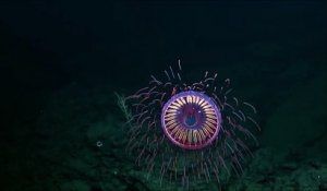 Une espèce de méduse rarissime aperçue pour la toute première fois