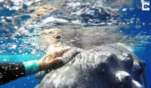 Cette baleine protège une plongeuse d'un requin en la mettant sur son dos