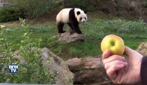 Yuan Meng, le bébé panda du zoo de Beauval sera présenté au public samedi