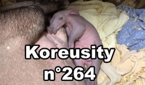 Koreusity n°264