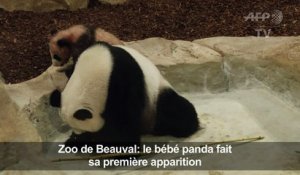 Le bébé panda du zoo de Beauval fait sa première sortie publique