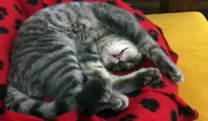 Ce Chat Parle En Dormant Trop Mignon Sa Petite Bouche Sur Orange Videos