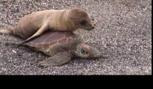 Ce bébé lion de mer prend cette tortue pour un taxi et lui grimpe sur le dos