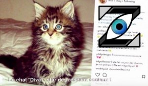 [Zap Télé] Diva : un chat plus heureux que vous ! (18/01/18)