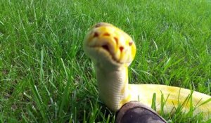 Voici Cornflake le python birman le plus adorable du monde...