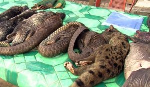 Le Pangolin menacé par le trafic et le réchauffement climatique