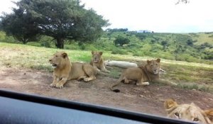 Un lion vient ouvrir une portière de voiture