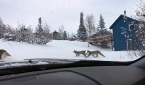 Une famille de Lynx traverse la route