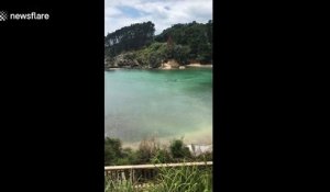 2 orques nagent après un enfant en Nouvelle Zélande !!