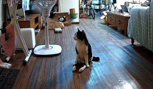 Un chat paralysé entend l'arrivée de son maître